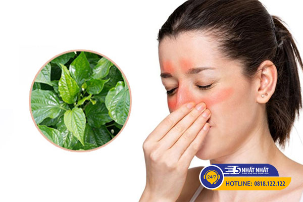 Trị viêm xoang bằng phương pháp đông y - Giải pháp hiệu quả cho người bị viêm xoang